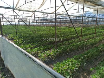 Теплица (тепличный комплекс), цена занижена · 23000 м² за 80 млн 〒 в Узынагаш