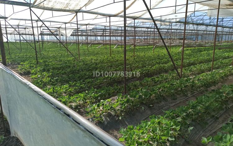 Теплица (тепличный комплекс), цена занижена · 23000 м² за 80 млн 〒 в Узынагаш — фото 2