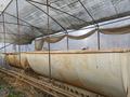 Теплица (тепличный комплекс), цена занижена · 23000 м² за 80 млн 〒 в Узынагаш — фото 11