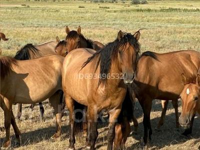 Племенное хозяйство · 100000 м² за 1 млрд 〒 в Семее