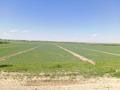 Сельское хозяйство • 600 м² за 70 млн 〒 в Сарыкемере