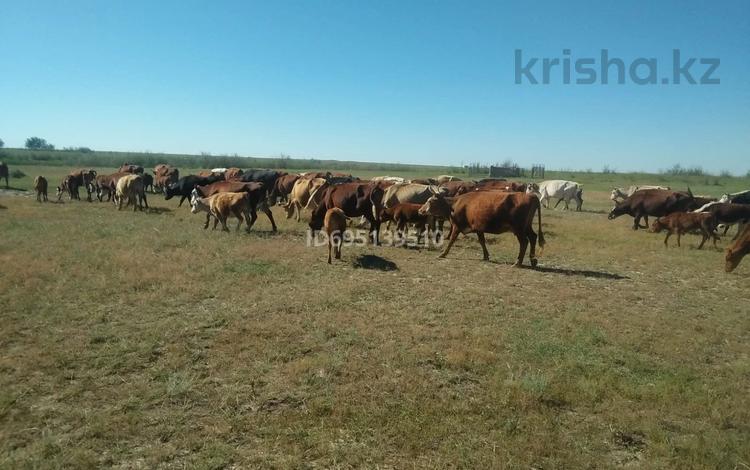 Крестьянское Хозяйство · 100000 м², бағасы: 55 млн 〒 в Актобе — фото 4