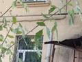 1-бөлмелі пәтер · 16 м² · 2/2 қабат, Майлина 12 — Аэропорт, бағасы: 11 млн ₸ в Алматы, Турксибский р-н