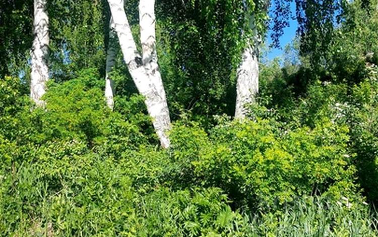 Жер телімі · 2 га, Бобровка, бағасы: 24.7 млн ₸ — фото 2
