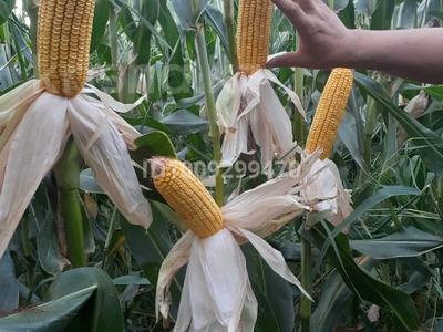Участок · 8 га, мкр Ынтымак за 26.5 млн ₸ в Алатау