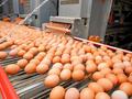 Зауыт · 25 га, Бурабайский район 1, бағасы: 7.7 млрд ₸ в Бурабае