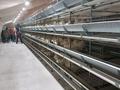 Зауыт · 25 га, Бурабайский район 1, бағасы: 7.7 млрд ₸ в Бурабае — фото 13
