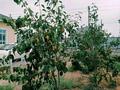Жеке үй · 4 бөлме · 176 м² · 9.6 жүзд., Ахмета Каракулова 10 — 12, бағасы: 35 млн ₸ в Еркинкале — фото 25