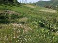 Участок · 2.75 га, мкр Сулусай за 35 млн ₸ в Алматы, Медеуский р-н — фото 4