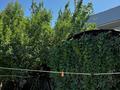 Отдельный дом · 13 комнат · 350 м² · 10 сот., мкр Восток 3 за 75 млн ₸ в Шымкенте, Аль-Фарабийский р-н — фото 7