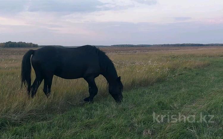 Участок · 650 га, Астана за 95 млн ₸ — фото 2