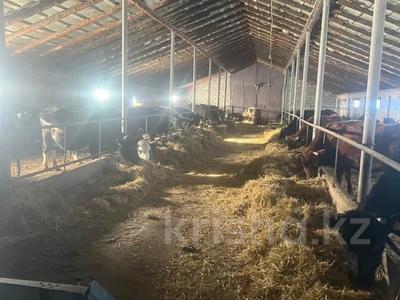 Молочная ферма · 65000 м², бағасы: 180 млн ₸ в Софиевке