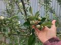 Участок · 10 соток, Улан 3 — Карасайскый район село кошмамбет за 17.5 млн ₸ в Алматы — фото 12