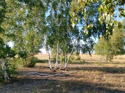 Участок · 70 соток, р-н Байконур за 12 млн 〒 в Астане