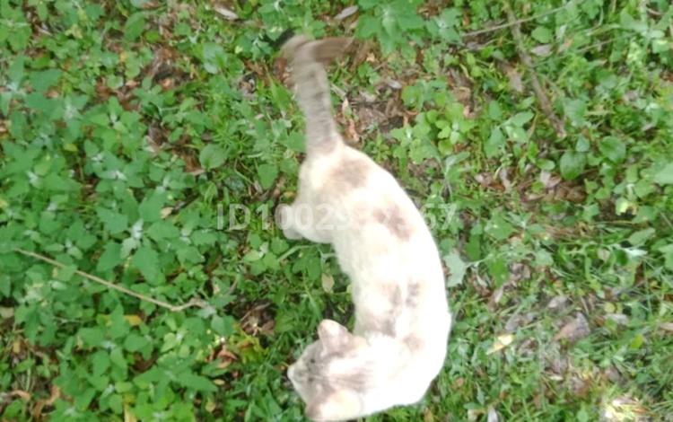 Отдельный дом · 3 комнаты · 125 м², Центральная 109 а — Озеро Солдатское за 72 000 〒 в Батане — фото 2