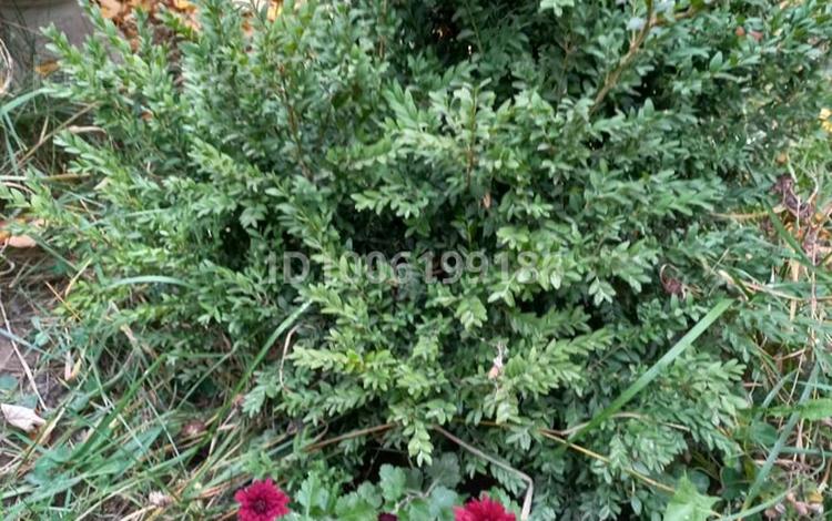 Отдельный дом · 5 комнат · 105 м² · 6 сот., Саялы Аксай 96/1 за 57 млн 〒 в Кыргауылдах — фото 2