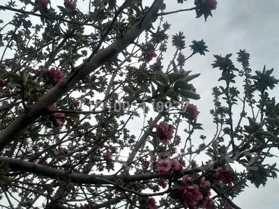 Участок · 10 соток, Сапарбекова - Алмалы 4 — Бекшора за 39.2 млн 〒 в 