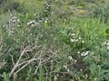 Жер телімі · 16 га, Түлкібас, бағасы: 300 млн ₸ в Тюлькубасе — фото 2