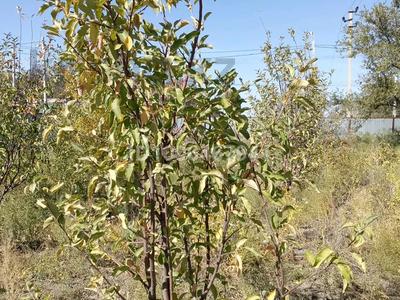 Дача · 2 комнаты · 40 м² · 800 сот., Вишня 5 — Черная речка дача массив за 5 млн 〒 в Атырау