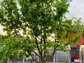 Участок · 10 соток, Дачный кооператив Связист улица 1 участок 33 33 за 18 млн 〒 в Акмолинской обл. — фото 40