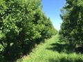 Райские яблоневые сады, 100000 м², бағасы: 500 млн 〒 в Тургене