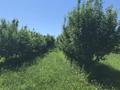Райские яблоневые сады, 100000 м², бағасы: 500 млн 〒 в Тургене — фото 18