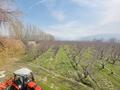Райские яблоневые сады, 100000 м², бағасы: 500 млн 〒 в Тургене — фото 5