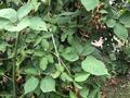 Саяжай · 3 бөлме · 60 м² · 6 жүзд., Дачи Арман 6 — Остановка здоровье, бағасы: 14.5 млн ₸ в Алматинской обл. — фото 4