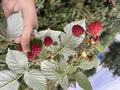 Саяжай · 2 бөлме · 35 м² · 6 жүзд., Бобровка 3922 — 3 Дачи, бағасы: 3.2 млн ₸ в Семее — фото 22