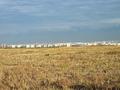 Участок · 500 соток, Кожабекова — Фариза Онгарсынова за ~ 3.7 млн ₸ в Алматинской обл. — фото 5