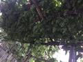 Отдельный дом · 7 комнат · 100 м² · 6 сот., Бокейханова 3 за 12 млн ₸ в Кентау — фото 18