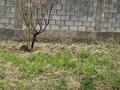 Отдельный дом · 5 комнат · 105 м² · 10 сот., Аксуйрік 38 — Қарабастау за 19 млн ₸ в Шымкенте, Енбекшинский р-н — фото 8