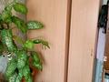 Отдельный дом · 5 комнат · 92.7 м² · 40 сот., Титова 41 — Школа за 17.8 млн ₸ в Доскее — фото 5