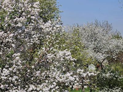 Саяжай · 2 бөлме · 30 м² · 6 сот., Вишневая, бағасы: 12.5 млн ₸ в Каскелене