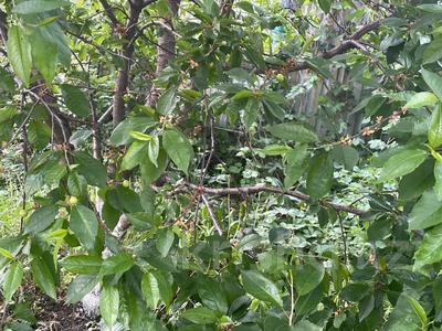 Дача · 2 комнаты · 40 м² · 6.4 сот., С/т Ветеран-6 ,улица 5 99 — Талгарские дачи за 13 млн 〒 в Кендале