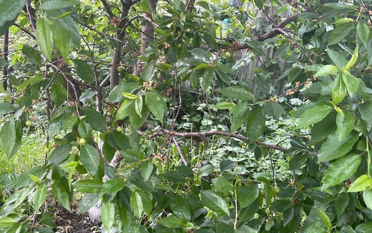 Дача · 2 комнаты · 40 м² · 6.4 сот., С/т Ветеран-6 ,улица 5 99 — Талгарские дачи за 13 млн 〒 в Кендале — фото 2