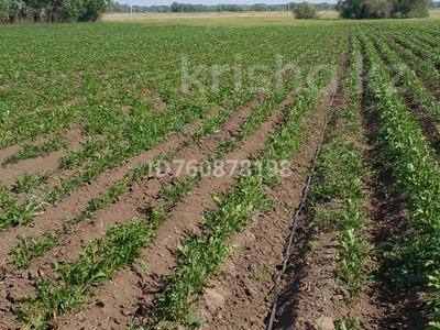 Крестьянское хозяйство · 40 м² за 15 млн 〒 в Семее