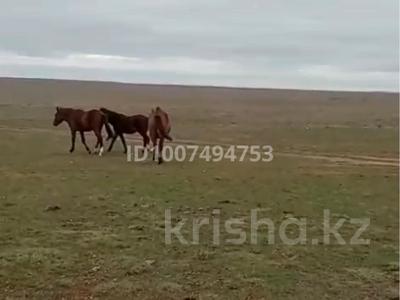 Өнеркәсіптік база · 5000 га, Крестьянское хозяйство 1 — 15 км от города Семей, бағасы: 450 млн 〒