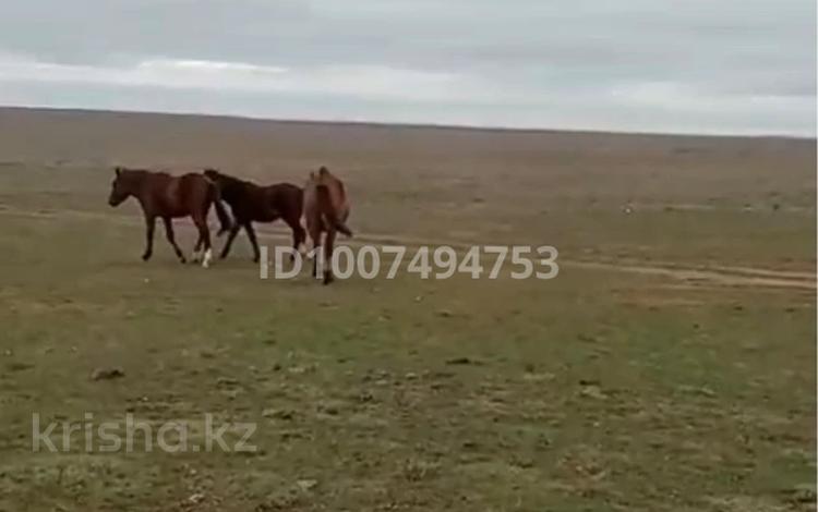 Промбаза · 5000 га, Крестьянское хозяйство 1 — 15 км от города Семей за 450 млн 〒 — фото 2