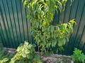 Отдельный дом · 3 комнаты · 100 м² · 5 сот., Боктер за больницей родом Школа садик рядом ЦОН. ПРОКУРАТУРА И СУД Всё всё рядом — Каусар Школа за Родомом и садиком государственный садик рядом Барыс ба за 200 000 ₸ в Каскелене — фото 5