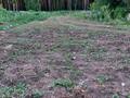 Участок · 10 соток, Акколь за 5.9 млн ₸