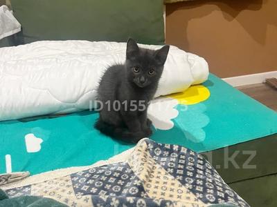1 бөлме · 40 м² · 2/9 қабат, Аманжол Болекпаев 19, бағасы: 100 000 ₸ в Астане, Сарайшык р-н