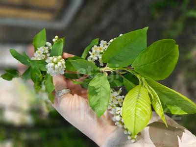 Дача · 1 комната · 25 м² · 8.65 сот., Притобольская 9 за 4.9 млн 〒 в Костанае