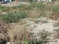 Участок · 5 соток, Наурыз — Новой школы комфорт за 8.5 млн 〒 в Долане — фото 6
