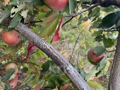 Дача · 2 комнаты · 52 м² · 6 сот., Ландышевая 304 за 10 млн 〒 в Косозен