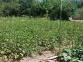 Отдельный дом · 3 комнаты · 48.8 м² · 10.61 сот., Аубакирова за 29 млн ₸ в Узынагаш — фото 13