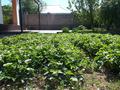 Отдельный дом · 4 комнаты · 93 м² · 10 сот., 6 улица 8 — ул. Капал батыра. ориентир магазин Нурбол за 34 млн 〒 в Ленгере — фото 22