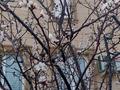 Отдельный дом · 9 комнат · 160 м² · 10 сот., мкр Балауса, Тажибай Буданов 23 — Ыкылас мешіт касында за 45 млн ₸ в Атырау — фото 24