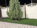 Жеке үй · 5 бөлме · 285 м² · 6 жүзд., Аскарова 220 — Кировага, бағасы: 120 млн ₸ в Таразе — фото 31