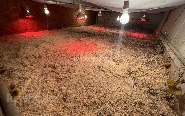 Готовый бизнес перепелинный хозяйство · 160 м² за 5 млн ₸ в Каражар — фото 3
